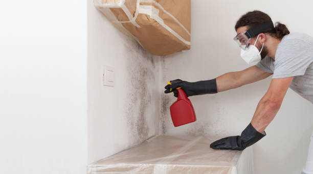 Professional Black Mold Removal technician working in Sterling, CO
