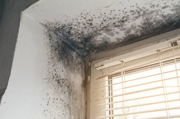 Affordable Black Mold Removal solutions in Sterling, CO